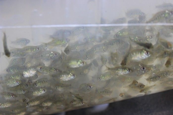  10 mil alevinos são distribuídos pela Prefeitura de Miguel Alves  para piscicultores   - Imagem 18