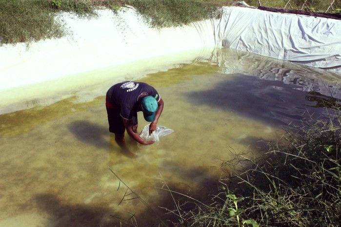  10 mil alevinos são distribuídos pela Prefeitura de Miguel Alves  para piscicultores   - Imagem 12