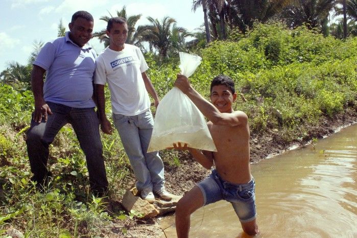  10 mil alevinos são distribuídos pela Prefeitura de Miguel Alves  para piscicultores   - Imagem 9