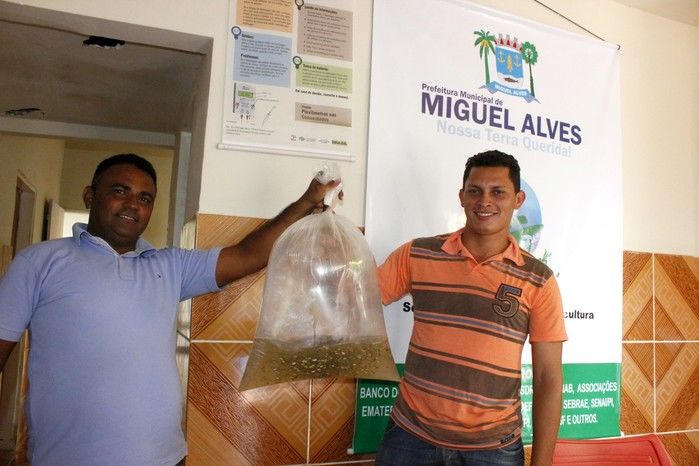  10 mil alevinos são distribuídos pela Prefeitura de Miguel Alves  para piscicultores   - Imagem 7