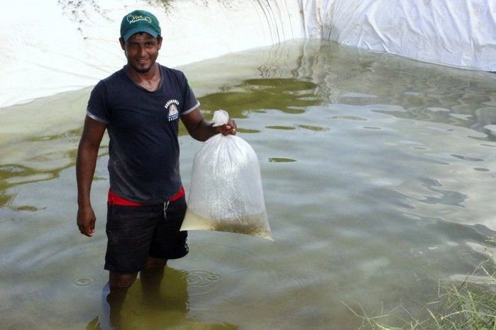  10 mil alevinos são distribuídos pela Prefeitura de Miguel Alves  para piscicultores   - Imagem 11