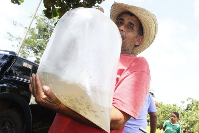  10 mil alevinos são distribuídos pela Prefeitura de Miguel Alves  para piscicultores   - Imagem 4