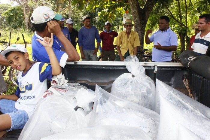  10 mil alevinos são distribuídos pela Prefeitura de Miguel Alves  para piscicultores   - Imagem 2