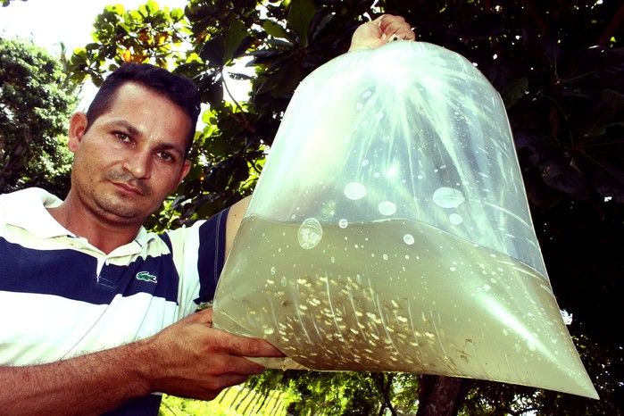  10 mil alevinos são distribuídos pela Prefeitura de Miguel Alves  para piscicultores   - Imagem 16