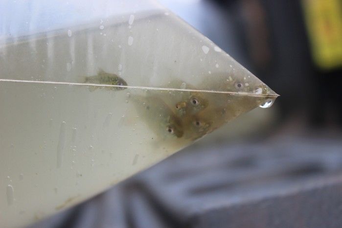  10 mil alevinos são distribuídos pela Prefeitura de Miguel Alves  para piscicultores   - Imagem 17