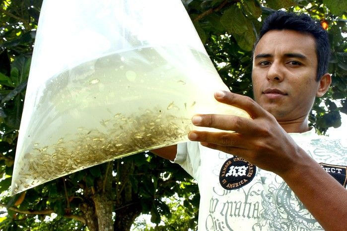  10 mil alevinos são distribuídos pela Prefeitura de Miguel Alves  para piscicultores   - Imagem 14