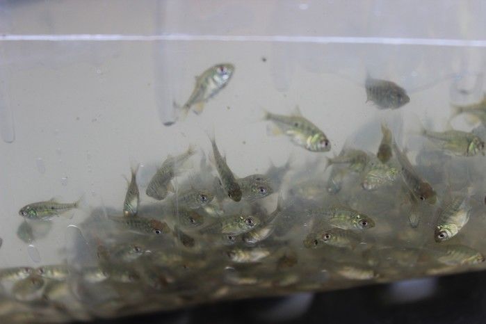  10 mil alevinos são distribuídos pela Prefeitura de Miguel Alves  para piscicultores   - Imagem 19