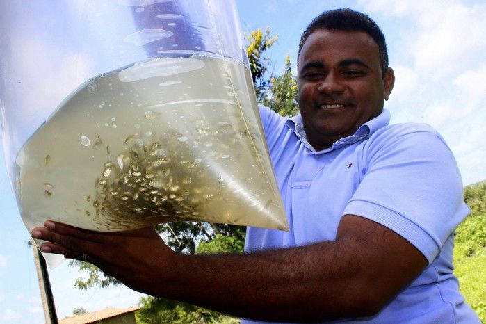  10 mil alevinos são distribuídos pela Prefeitura de Miguel Alves  para piscicultores   - Imagem 15