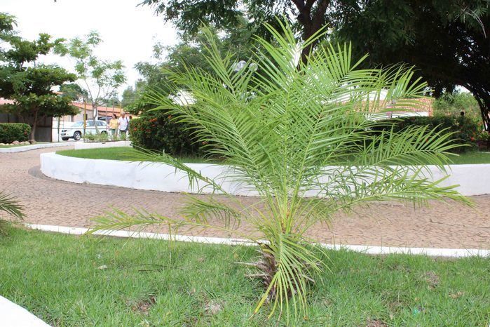 Plantão Social - Imagem 83