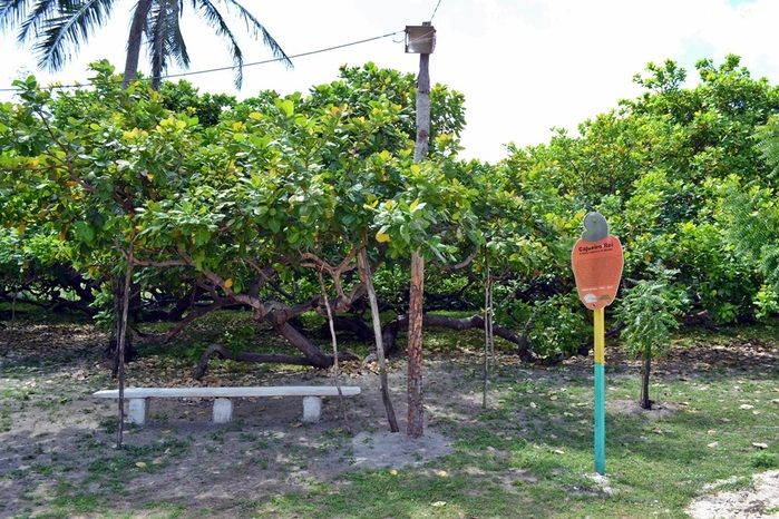 Maior cajueiro do mundo. (Foto: Kairo Amaral)