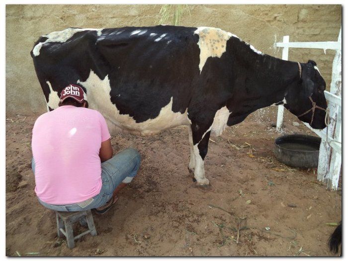 Comemoração 61 anos de Inhuma- Concurso Gado Leiteiro e Show João Cláudio Moreno  - Imagem 1