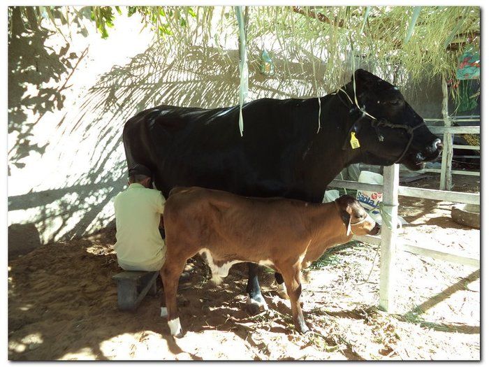 Comemoração 61 anos de Inhuma- Concurso Gado Leiteiro e Show João Cláudio Moreno  - Imagem 7