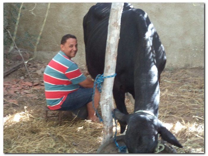 Comemoração 61 anos de Inhuma- Concurso Gado Leiteiro e Show João Cláudio Moreno  - Imagem 6