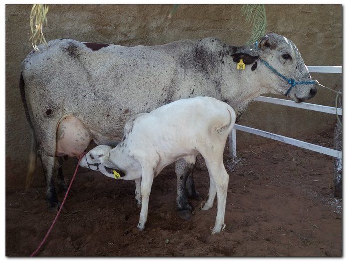 Comemoração 61 anos de Inhuma- Concurso Gado Leiteiro e Show João Cláudio Moreno  - Imagem 2