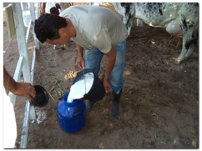 Comemoração 61 anos de Inhuma- Concurso Gado Leiteiro e Show João Cláudio Moreno  - Imagem 5