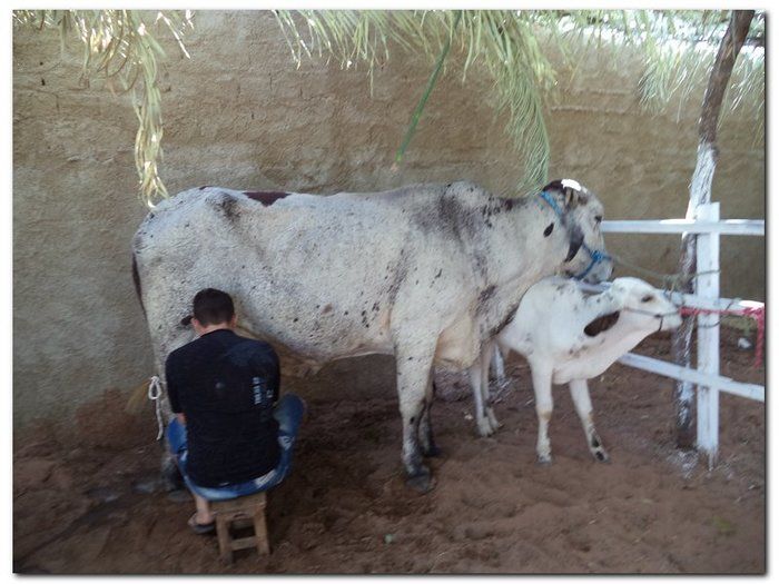 Comemoração 61 anos de Inhuma- Concurso Gado Leiteiro e Show João Cláudio Moreno  - Imagem 4