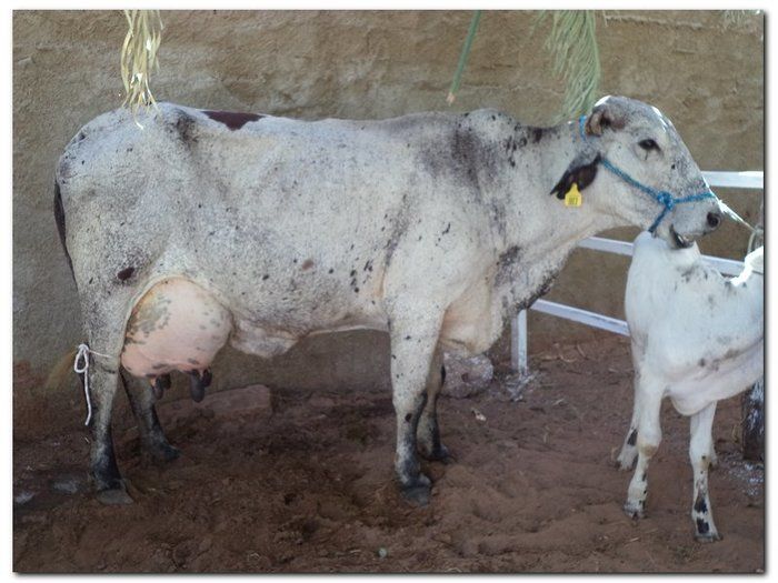 Comemoração 61 anos de Inhuma- Concurso Gado Leiteiro e Show João Cláudio Moreno  - Imagem 3