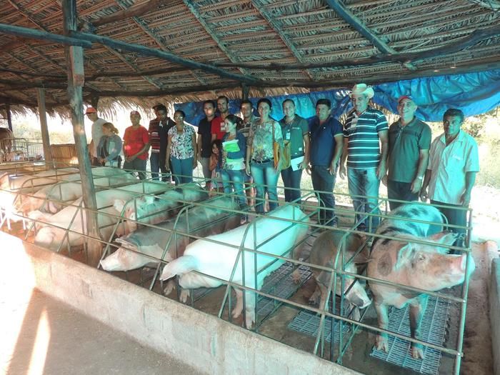 Prefeitura promove oficina de produção de suínos - Imagem 4