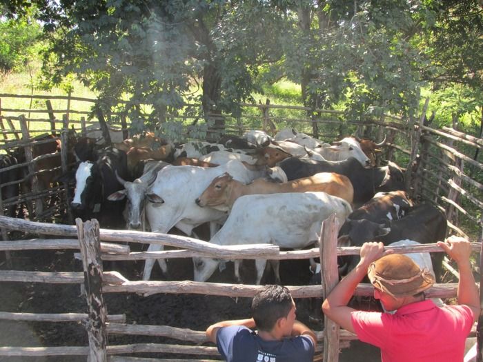 Família tuna Brito Realiza a 3º Pega de Boi na Mata em Tamboril - Imagem 17