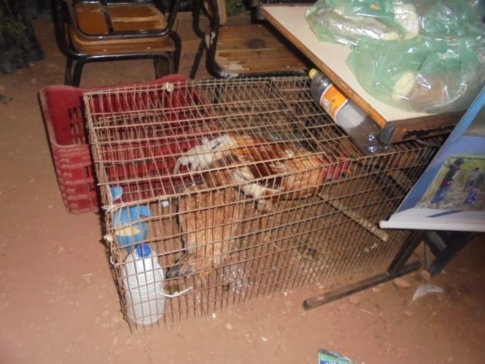 Confira imagens da 1º Feira Territorial da Agricultura Familiar de São Pedro do Piauí - Imagem 96