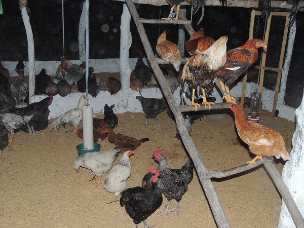 Festa da Produção de Monsenhor Gil   movimenta agricultura familiar do Território Entre Rios - Imagem 22