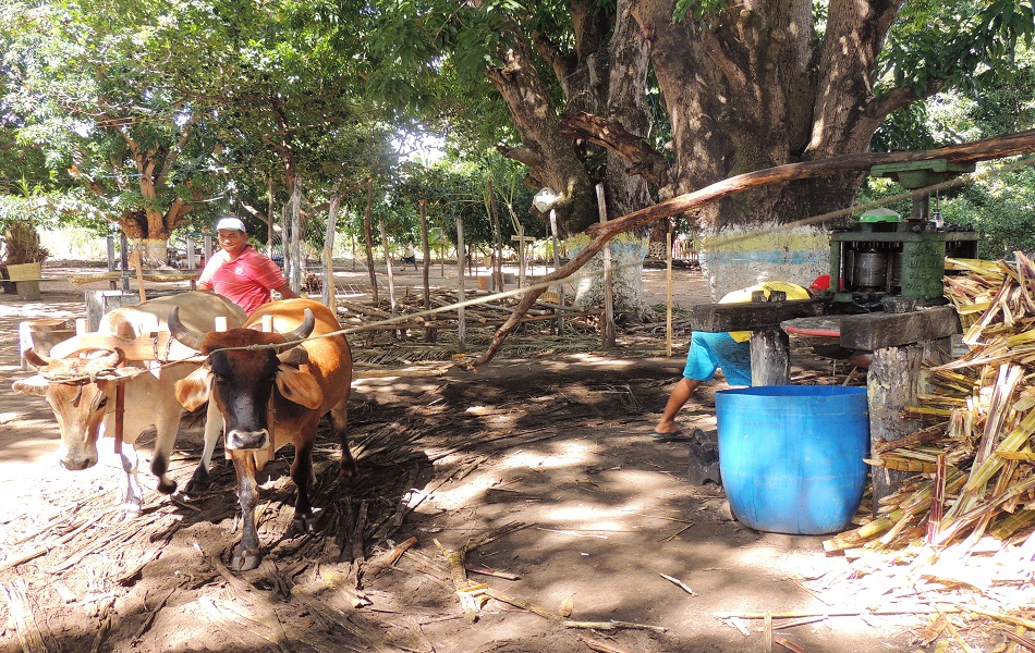 Sítio Buritizinho já começa a receber os visitantes