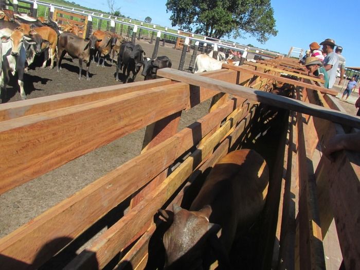 Prefeito Walter Alencar incentiva os Criadores de Gado na vacinação contra a Febre Aftosa - Imagem 4