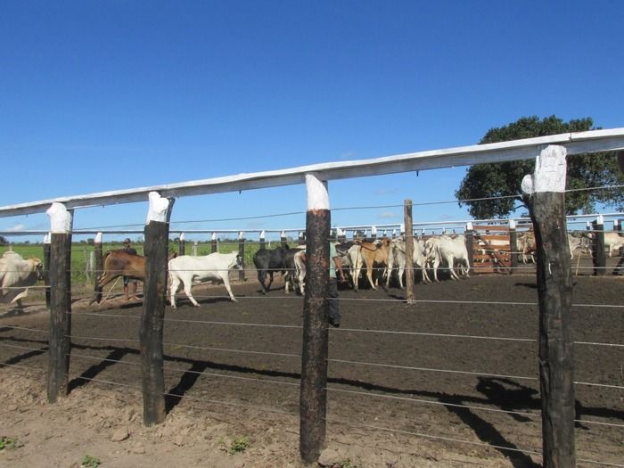 Prefeito Walter Alencar incentiva os Criadores de Gado na vacinação contra a Febre Aftosa - Imagem 14