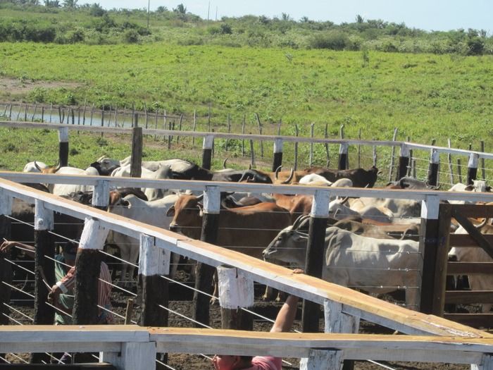 Prefeito Walter Alencar incentiva os Criadores de Gado na vacinação contra a Febre Aftosa - Imagem 7