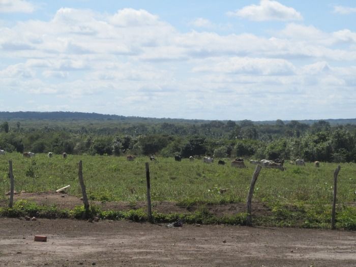 Prefeito Walter Alencar incentiva os Criadores de Gado na vacinação contra a Febre Aftosa - Imagem 16