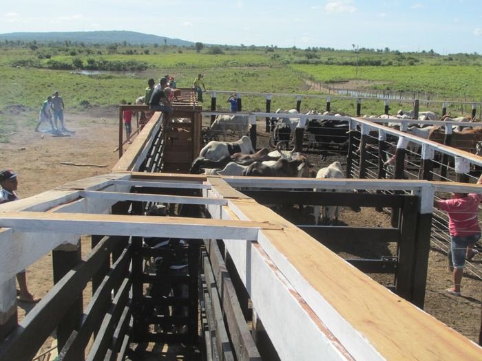Prefeito Walter Alencar incentiva os Criadores de Gado na vacinação contra a Febre Aftosa - Imagem 9