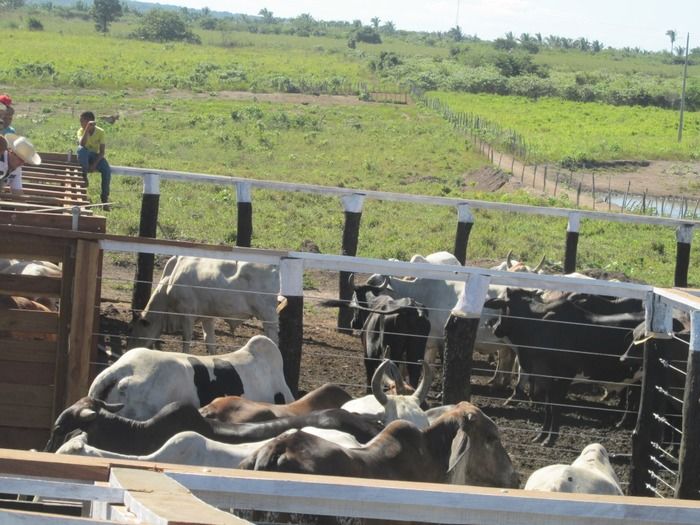 Prefeito Walter Alencar incentiva os Criadores de Gado na vacinação contra a Febre Aftosa - Imagem 8