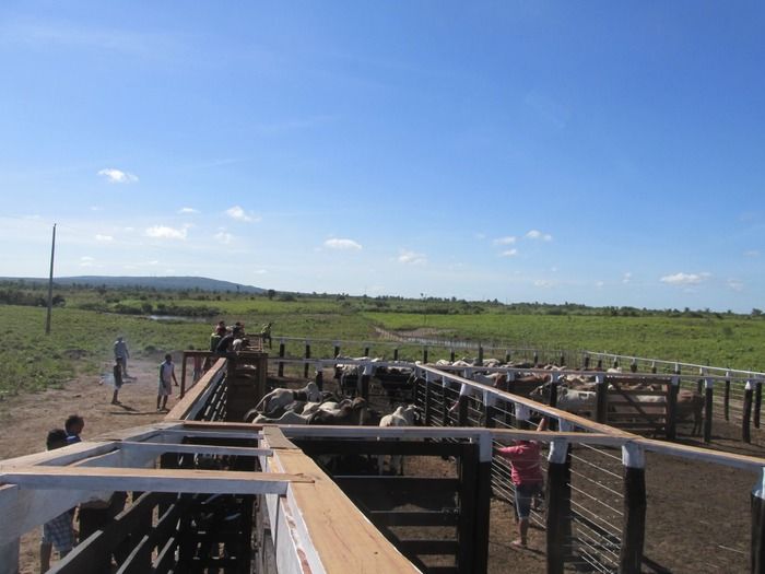 Prefeito Walter Alencar incentiva os Criadores de Gado na vacinação contra a Febre Aftosa - Imagem 6