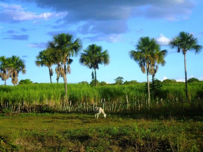 Boa Hora, Capital Nordestina da Rapadura e dos verdes canaviais - Imagem 11