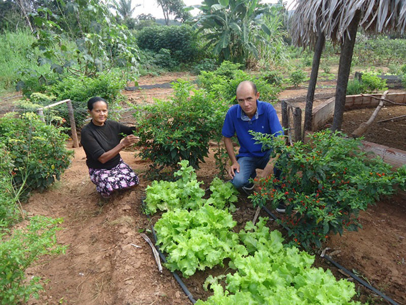 Capacitação em produção de hortaliças orgânicas acontecerá em Oeiras