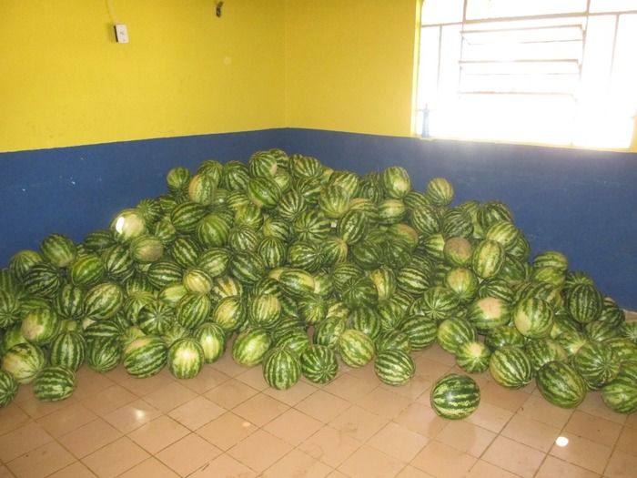 Prefeitura entrega 12 mil quilos de Melancia as pessoas de Baixa Renda - Imagem 6