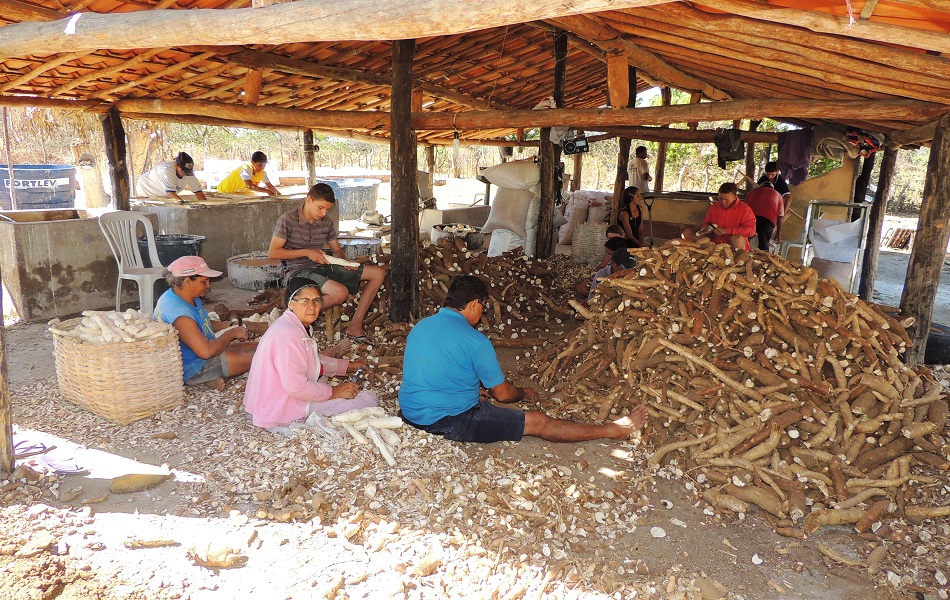 Farinhada uma cultura que já não é tão comum por essa época