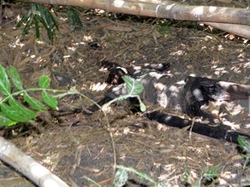 Corpo de mulher é encontrado no Horto Florestal de no município de Piripiri