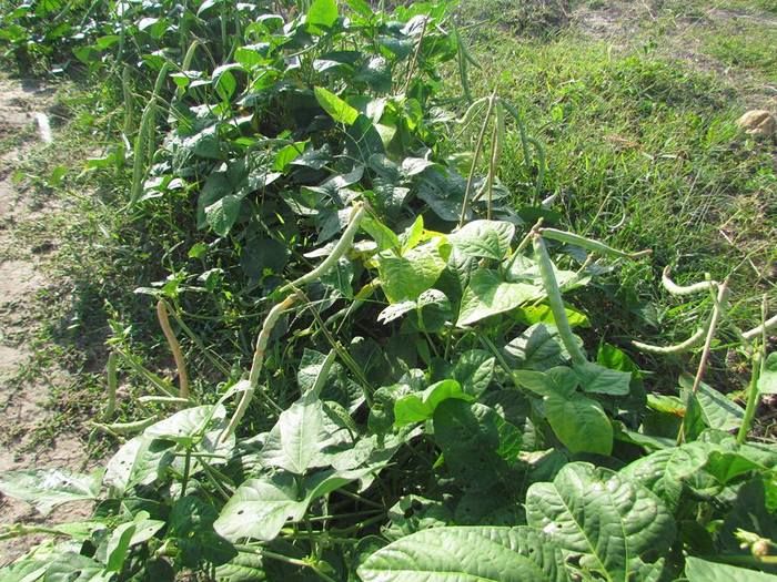Prefeitura de Barras incentiva produtores da zona rural com reativação de campo agrícola - Imagem 1