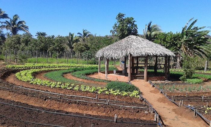 Produtores rurais de Oeiras participam de capacitação em hortas orgânicas - Imagem 5