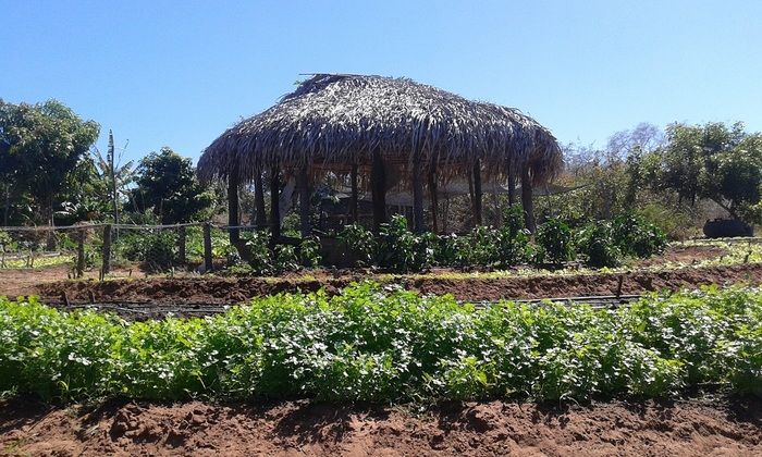 Produtores rurais de Oeiras participam de capacitação em hortas orgânicas - Imagem 14