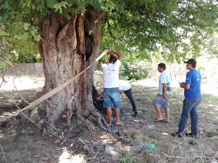 Árvore Centenária de Cajueiro da Praia é Alvo de incêndio - Imagem 3