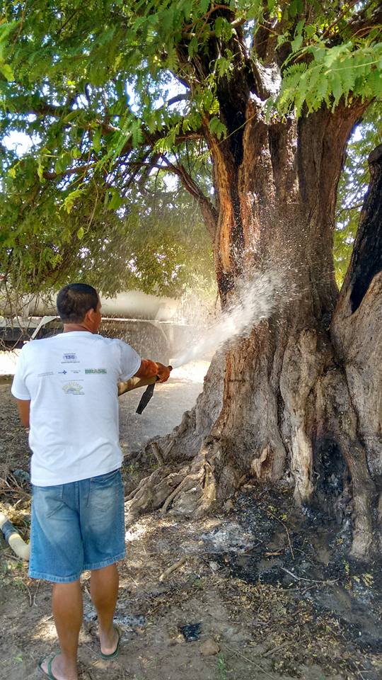 Árvore Centenária de Cajueiro da Praia é Alvo de incêndio - Imagem 1