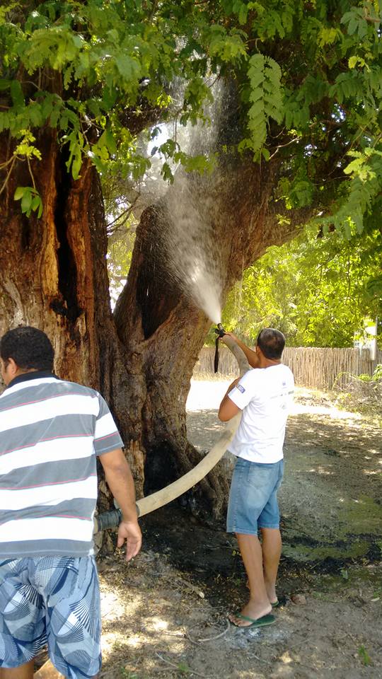 Árvore Centenária de Cajueiro da Praia é Alvo de incêndio - Imagem 2