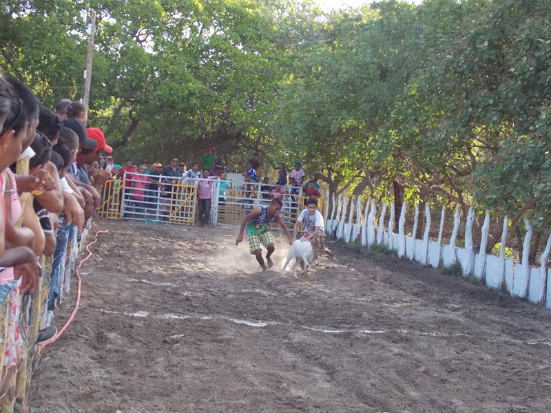Bodejada anima 2º dia da Festa do Bode de Batalha