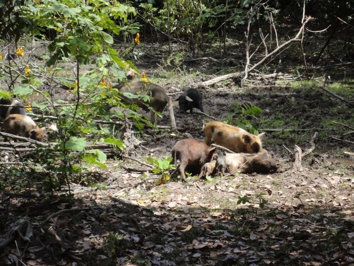 Única fonte de água natural pode secar - Imagem 28