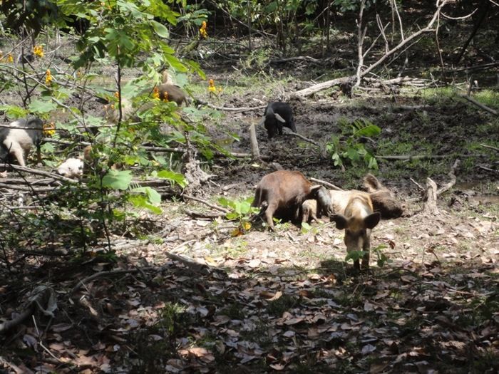 Única fonte de água natural pode secar - Imagem 29