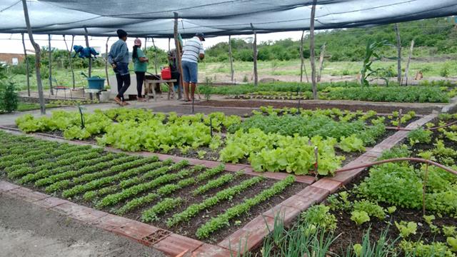 Pimenteiras investe em hortas comunitárias na zona rural - Imagem 5