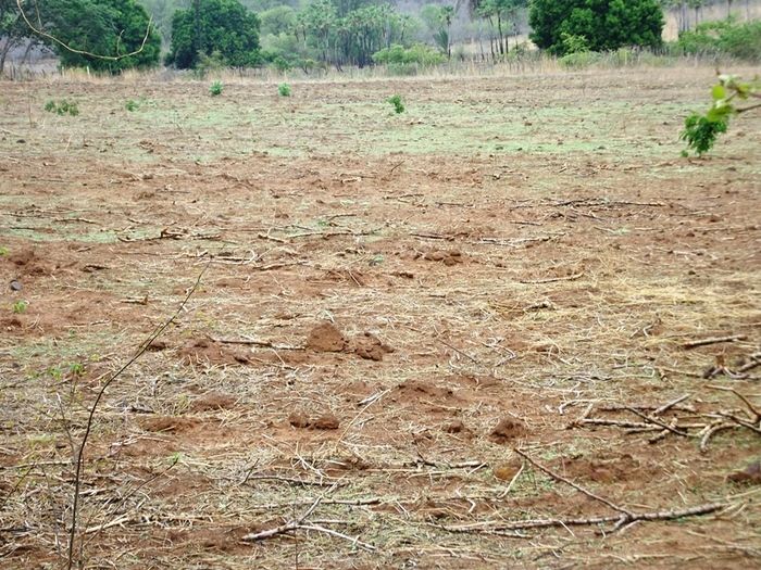 Chuvas começam a cair e animam agricultores de São João da Varjota - Imagem 12