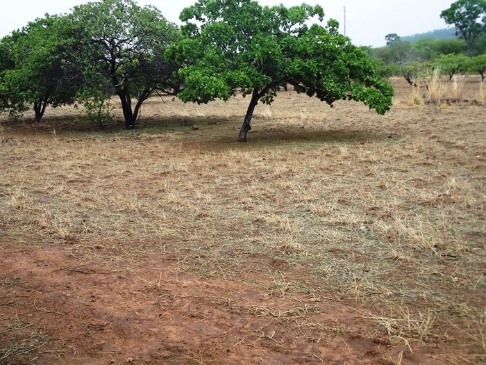 Chuvas começam a cair e animam agricultores de São João da Varjota - Imagem 4